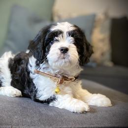 Cavachon, Cavalier King Charles Spaniel, and Cavapoo Puppies from Cavachon Love