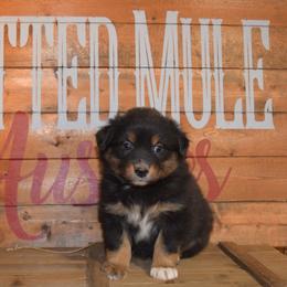 Crimp - Black tri-color female Australian Shepherd puppy in Wichita Falls, Texas from Spotted Mule Aussies