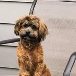 Havanese All Grown Up from Spring Meadow Havanese