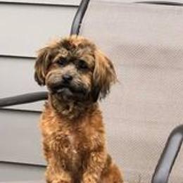 Havanese All Grown Up from Spring Meadow Havanese