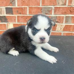 Daisy - Black and white female Pomsky puppy in Henderson, Kentucky from Paris Pomskies