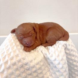 Male - Red  male Goldendoodle puppy in Vancouver, Washington from Pnwfamilydoodles