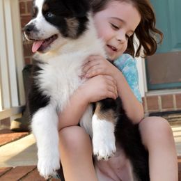 Australian Shepherd Puppies from Indigo Grove Aussies