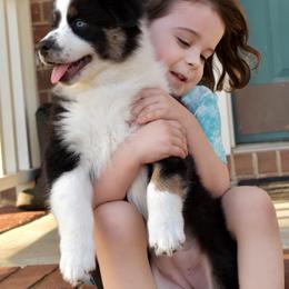 Australian Shepherd Puppies from Indigo Grove Aussies