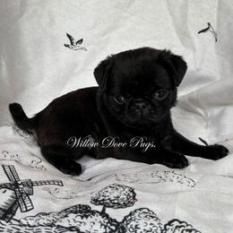 Belle - Black female Pug puppy in New York from Willow Dove Pugs