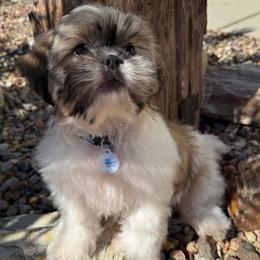 THEO- AKC champion bloodline - Black gold and white male Shih Tzu puppy in Long Beach, California from Prieto Shih-Tzu's