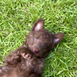 Girl 1 - Brown female Mudi puppy in Raeford, North Carolina from Wodan Kennels