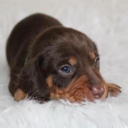 Chocolate and Tan Male - Chocolate and tan male Dachshund puppy in Lily, Kentucky from Little Acres Miniature Dachshunds