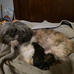 Libi May - Shih Tzu
