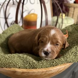 Mr. Orange - Red male Cavapoo puppy in Nampa,, Idaho from Clig Doodle Days