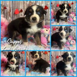 Australian Shepherd and Pembroke Welsh Corgi Puppies from Lewis Aussie’s & Corgi’s
