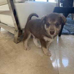 Lapponian Herder Puppies from Frozen Kennel