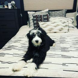 Bernedoodle Puppies from Star of the Sea Doodles