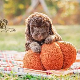 Aussiedoodle Puppies from Dani's Dandy Doodles