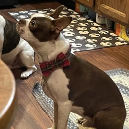 Champ - Boston Terrier