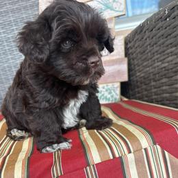 Sage - Liver male Miniature Schnauzer puppy in Hemet, California from Journee Home Mini Schnauzers