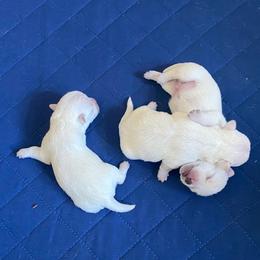 Girl 1 - White female West Highland White Terrier puppy in Idabel, Oklahoma from Ravens Nest Westies