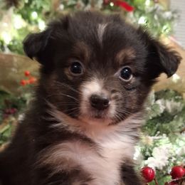 Jack BTM - Black tri-color male Australian Shepherd puppy in Salem, Arkansas from Patchwork Kennels