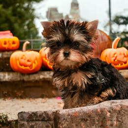 Yorkshire Terrier Puppies from Essence of Grace Yorkies