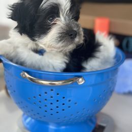 Havanese Puppies from PNW Havanese