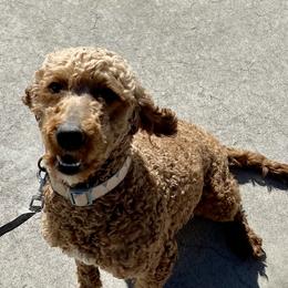Phoenix - Goldendoodle