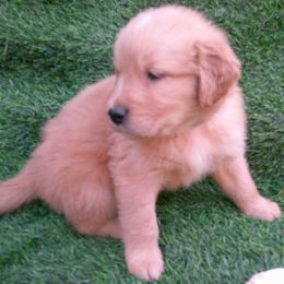 Diamond - Golden male Golden Retriever puppy in Salem, Oregon from Oregon Rose Goldens