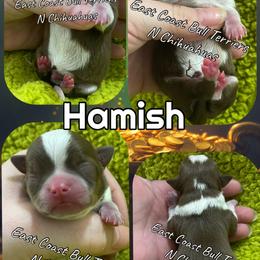 Hamish - Chocolate and tan male Chihuahua puppy in Kannapolis, North Carolina from East Coast Bull Terriers N Chihuahuas