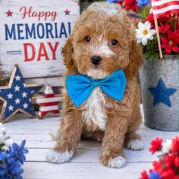 Ziggy - Apricot male Goldendoodle puppy in Yuciapa, California from AlltheDoodlez_