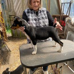 Jazz - Black white and tan female Rat Terrier puppy in Gig Harbor, Washington from DHart Farm & Kennel