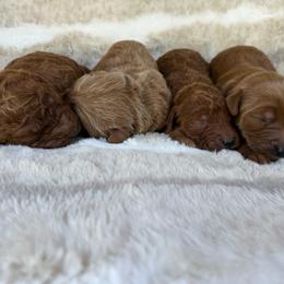 Boy 4 - Red  male Goldendoodle puppy in Rush, New York from Care Bear Puppies