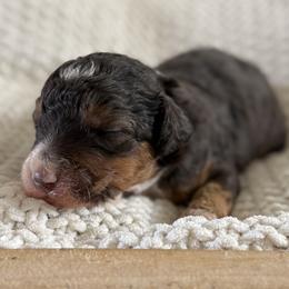 Female No.1 Merle Tri - Tri-color female Bernedoodle puppy in Modesto, California from Central Valley Canine Companions