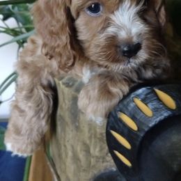 Cockapoos and Saint Berdoodles from Doodleloveforever