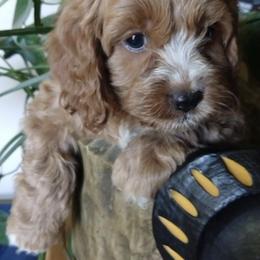 Cockapoos and Saint Berdoodles from Doodleloveforever