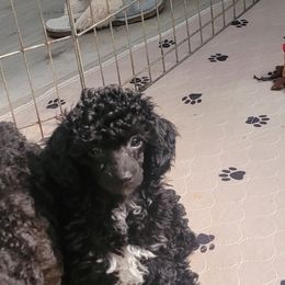 Poodle Puppies from Bobbies poodles