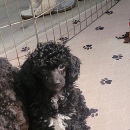 Poodle Puppies from Bobbies poodles