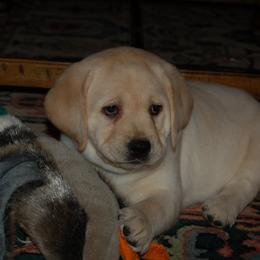 Labrador Retriever Puppies from Cecilie Drege