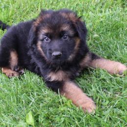 Male 2 - Black and red male German Shepherd puppy in Claysville, Pennsylvania from Von Kunstlerisch