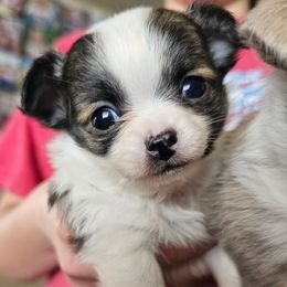 Boy 3 - Sable spotted white Chihuahua puppy in Downey, Idaho from Seven Diamond Chihuahua's