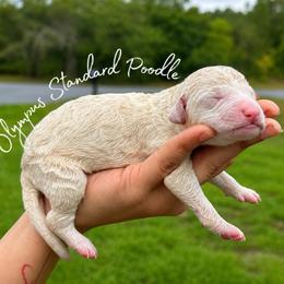 Benedict Bridgerton - White male Poodle puppy in Spring Hills, Florida from The Olympus Standard Poodle