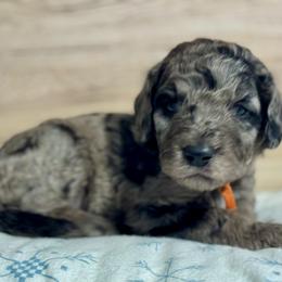 Orange - Merle male Goldendoodle puppy in Hesperia, Michigan from Red Acres Poodles & Doodles