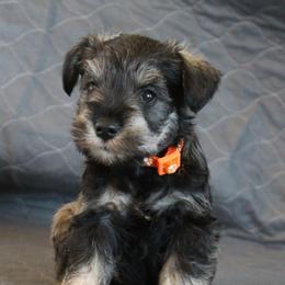 AKC Houston - Salt and pepper male Miniature Schnauzer puppy in Richardton, North Dakota from Crooked Tree Ranch