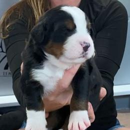 Lime Collar Girl - Black rust and white female Bernese Mountain Dog puppy in Bristol, Tennessee from Holston Hollow Farm