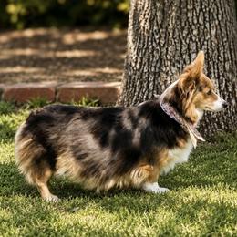Whisper - American Corgi