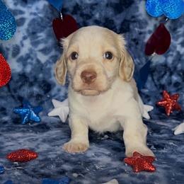 Cream pie - Cream male Dachshund puppy in Poteau, Oklahoma from Sisters Dazzling Dachshunds