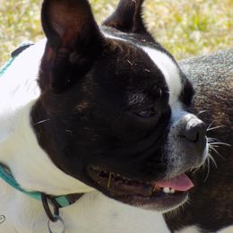 Raven - Boston Terrier