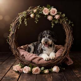 Goldendoodle puppies from Crooked Creek Doodles and Poodles