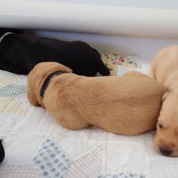 Labrador Retriever Puppies from Centerfield Retrievers