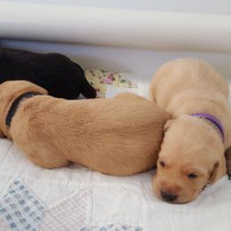 Labrador Retriever Puppies from Centerfield Retrievers
