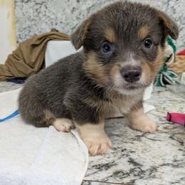 Boy 3 - Blue male Pembroke Welsh Corgi puppy in Lufkin, Texas from Wartooth Cowdogs