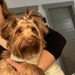 Lottie - Yorkshire Terrier